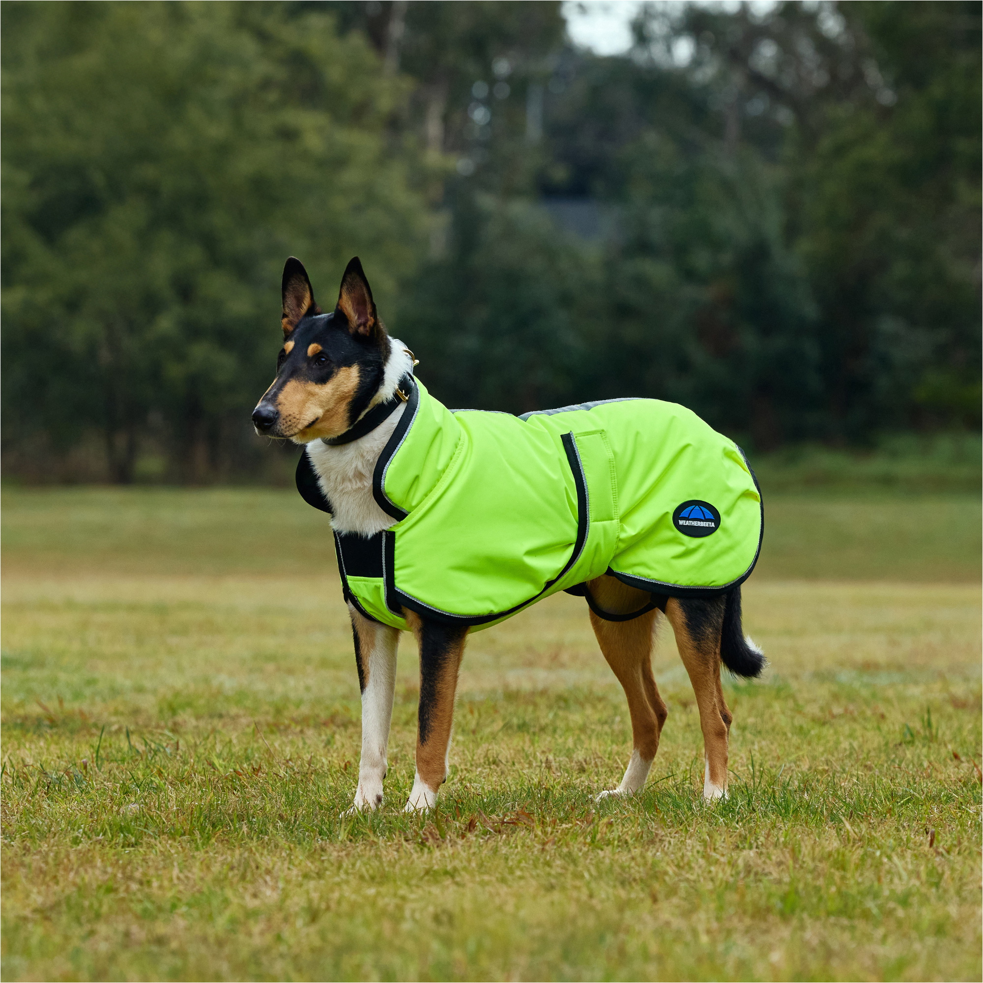 2025 Weatherbeeta Comfitec Reflective 300D Deluxe Showerproof Dog Coat 1029050 - Yellow
